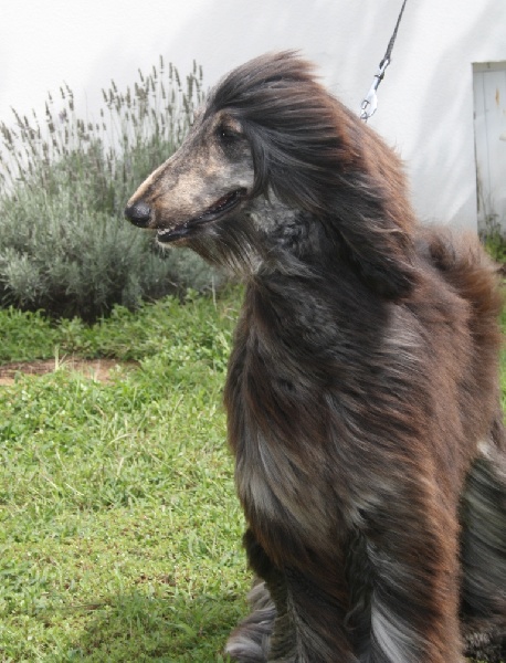 I'sham gorilla D'el Ryad De La Haute Source